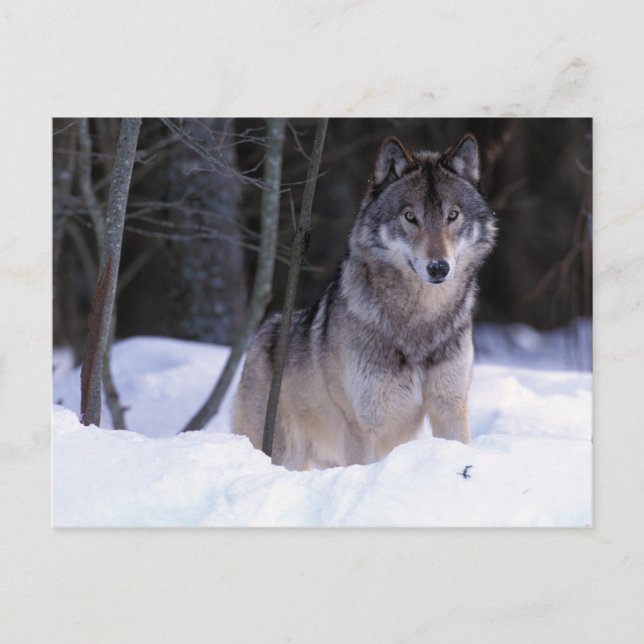 North America, Canada, Eastern Canada, Grey wolf Postcard (Front)