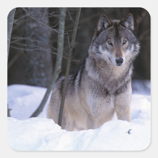 North America, Canada, Eastern Canada, Grey wolf Square Sticker