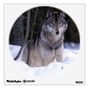 North America, Canada, Eastern Canada, Grey wolf Wall Decal