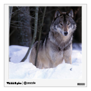 North America, Canada, Eastern Canada, Grey wolf Wall Sticker