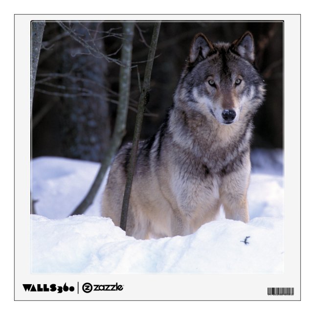 North America, Canada, Eastern Canada, Grey wolf Wall Sticker (Front)
