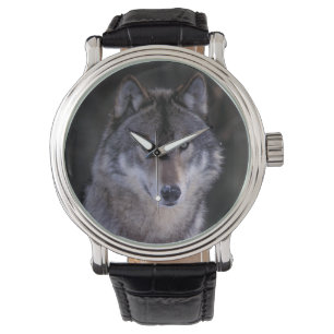 North America, Canada, Eastern Canada, Grey wolf Watch