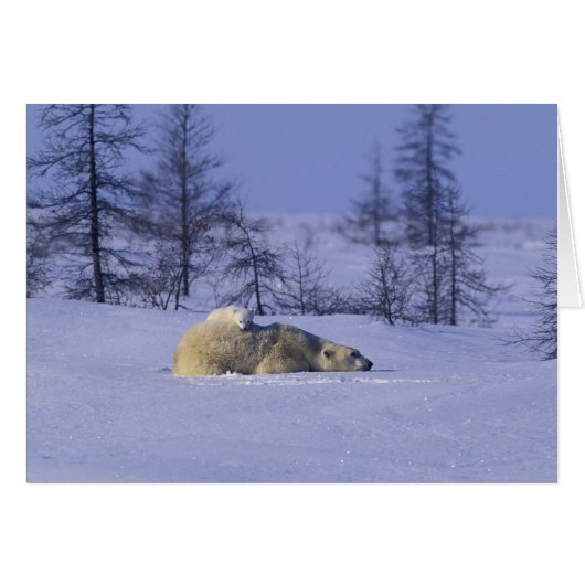 North America, Canada, Manitoba, Churchill (Front Horizontal)