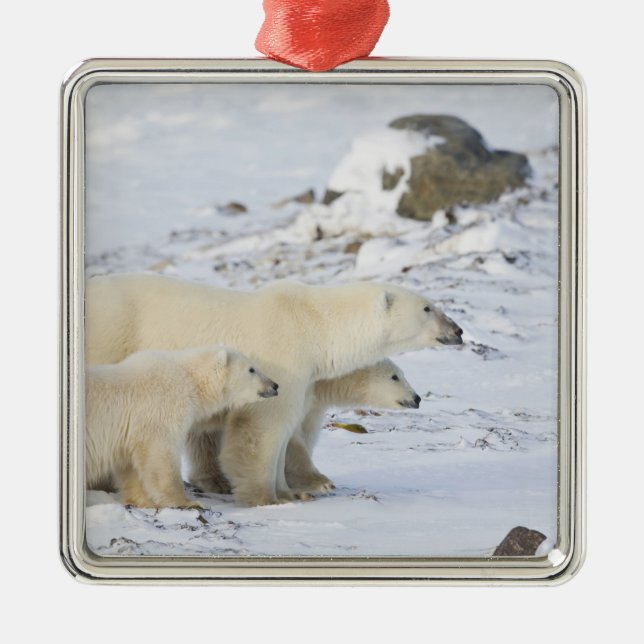 North America, Canada, Manitoba, Churchill. 4 Metal Ornament (Front)