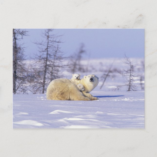 North America, Canada, Manitoba, Churchill. 9 Postcard (Front)