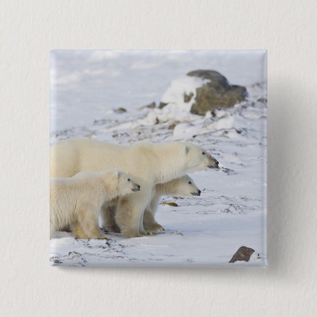 North America, Canada, Manitoba, Churchill Pinback Button (Front)