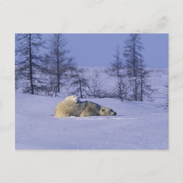 North America, Canada, Manitoba, Churchill Postcard (Front)