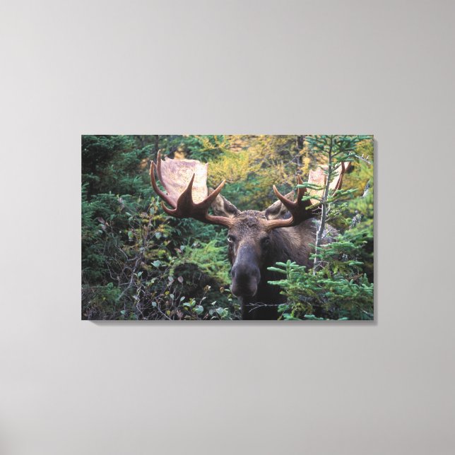 North America, Canada, Nova Scotia, Cape Breton Canvas Print (Front)