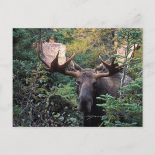 North America, Canada, Nova Scotia, Cape Breton Postcard
