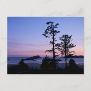 North America, Canada, Vancouver Island, trees Postcard