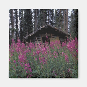 North America, Canada, Yukon. Abandoned trappers Magnet