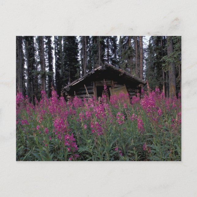 North America, Canada, Yukon. Abandoned trappers Postcard (Front)