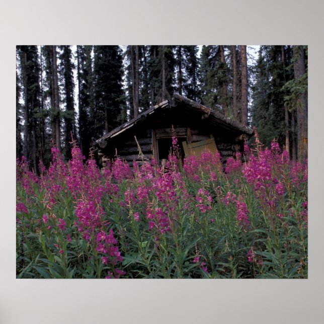 North America, Canada, Yukon. Abandoned trappers Poster (Front)