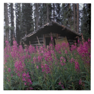 North America, Canada, Yukon. Abandoned trappers Tile