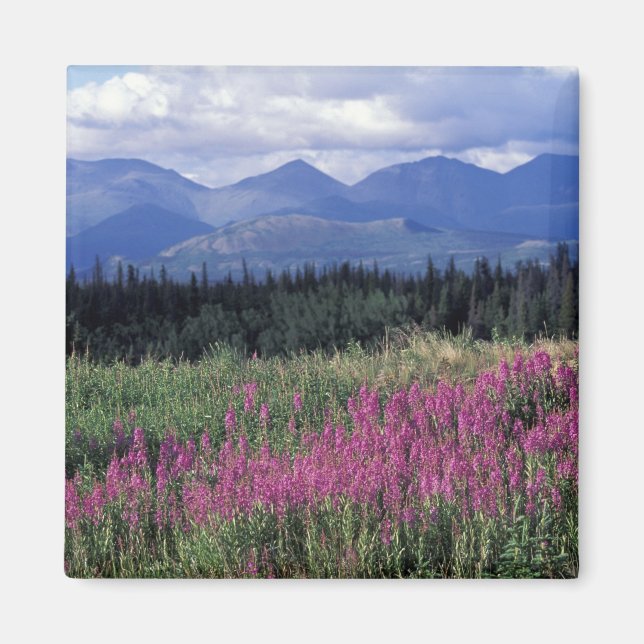 North America, Canada, Yukon. Fireweed blooms Magnet (Front)