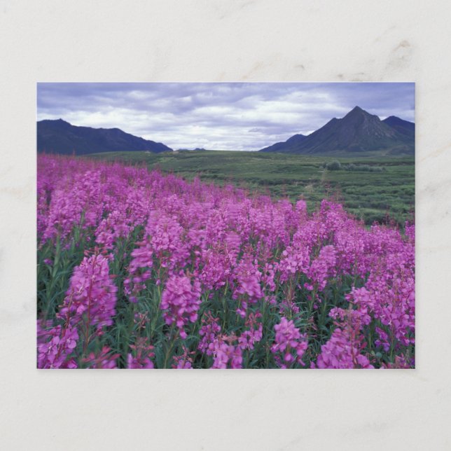 North America, Canada, Yukon. Fireweed blooms Postcard (Front)