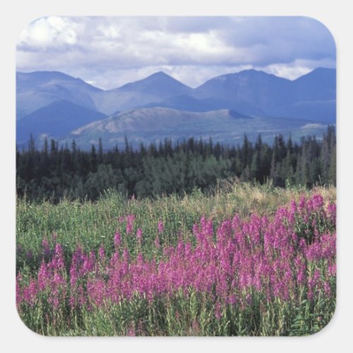 North America Canada Yukon Fireweed blooms Square Sticker