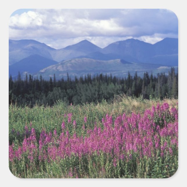 North America, Canada, Yukon. Fireweed blooms Square Sticker (Front)