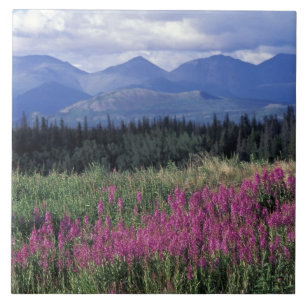 North America, Canada, Yukon. Fireweed blooms Tile