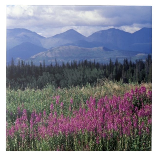 North America, Canada, Yukon. Fireweed blooms Tile (Front)