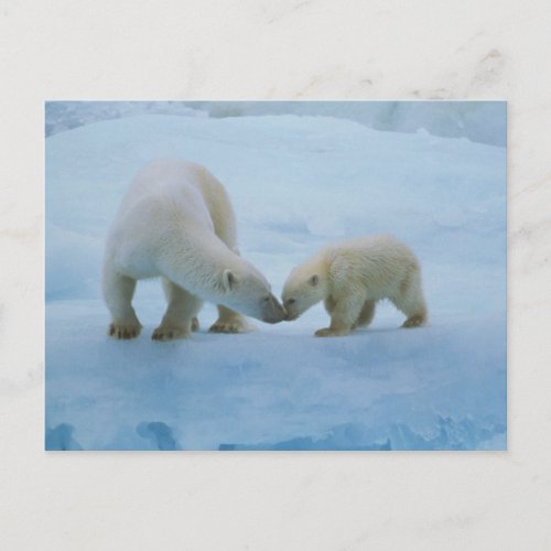 North America Canadian Arctic Polar bear and Postcard