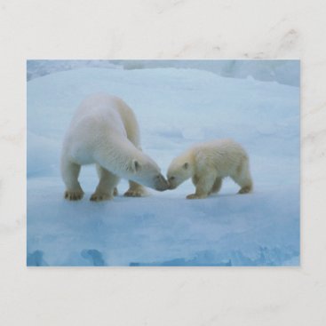 North America, Canadian Arctic. Polar bear and Postcard