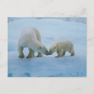 North America, Canadian Arctic. Polar bear Postcard