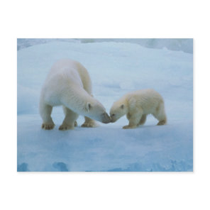 North America, Canadian Arctic. Polar bear Postcard