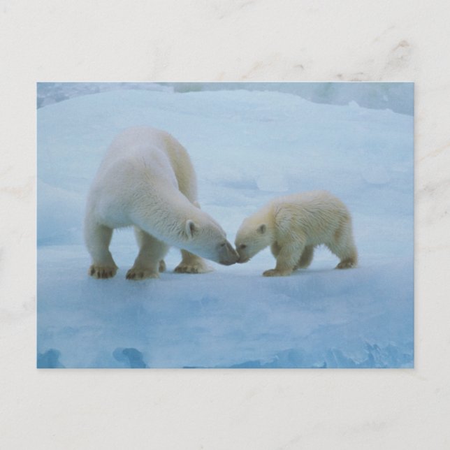 North America, Canadian Arctic. Polar bear Postcard (Front)