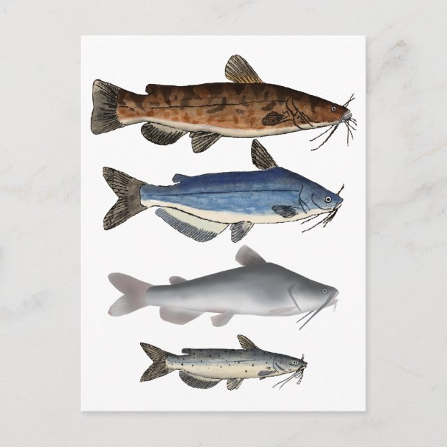 North America Catfish Group Postcard (Front)