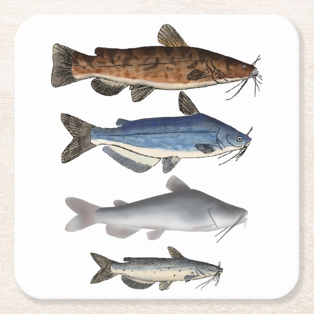 North America Catfish Group Square Paper Coaster (Front)