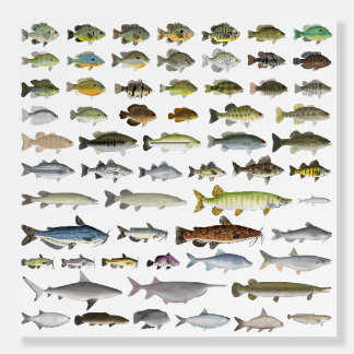 North America Freshwater Fish Group Foam Board