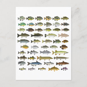 North America Freshwater Fish Group Postcard