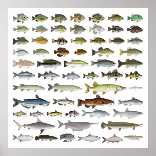 North America Freshwater Fish Group Poster