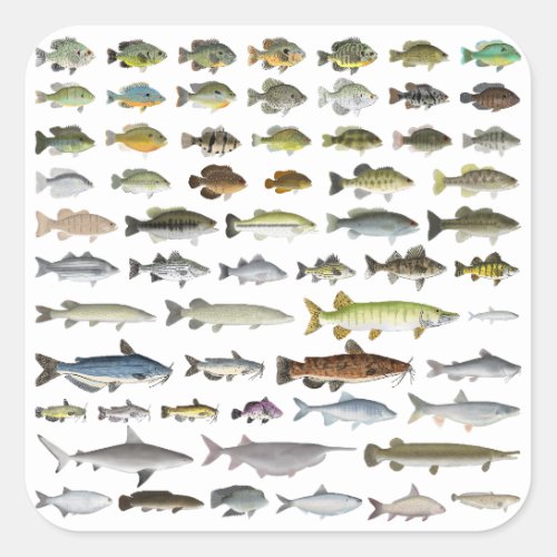 North America Freshwater Fish Group Square Sticker