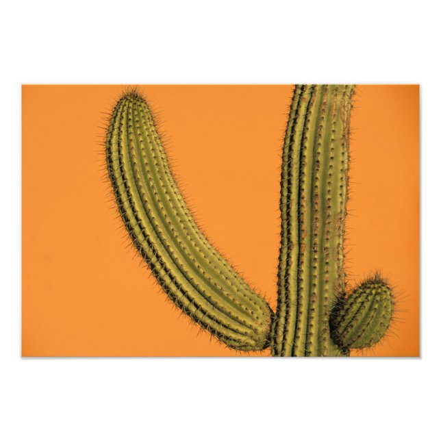 North America, Mexico, Baja California, Cabo Photo Print (Front)