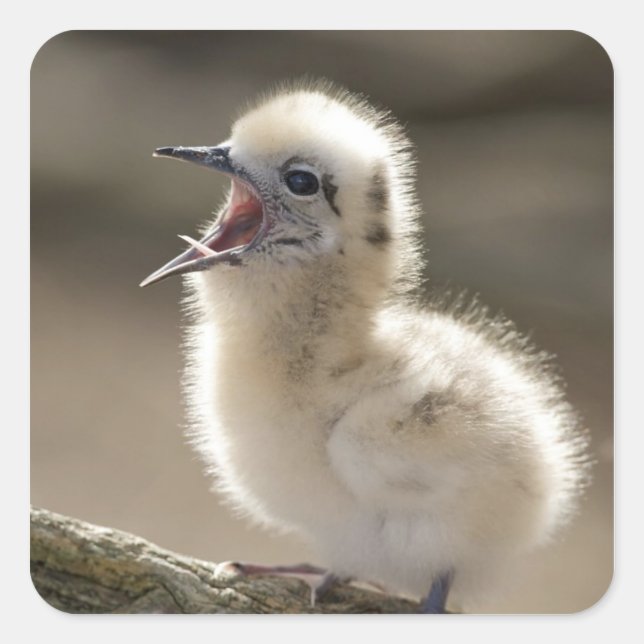 North America, Northwestern Hawaiian Islands, Square Sticker (Front)