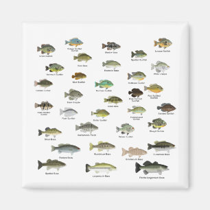 North America Sunfish Family Group Magnet