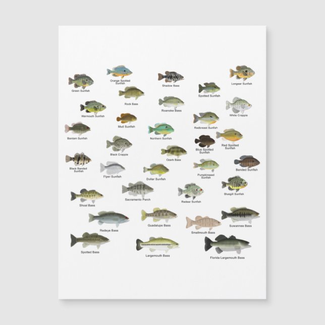 North America Sunfish Group (Front)