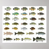 North America Freshwater Fish Group Framed Art Print for Sale by  fishfolkart