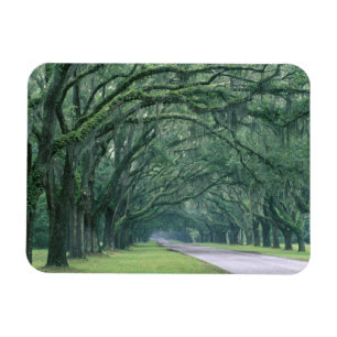 North America, U.S.A., Georgia, Savannah, Magnet