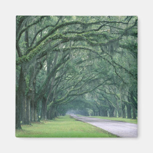 North America, U.S.A., Georgia, Savannah, Magnet