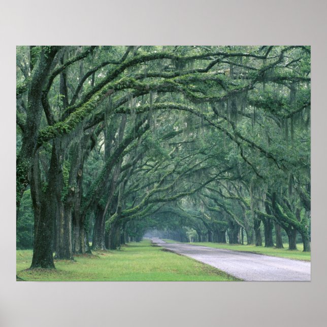 North America, U.S.A., Georgia, Savannah, Poster (Front)