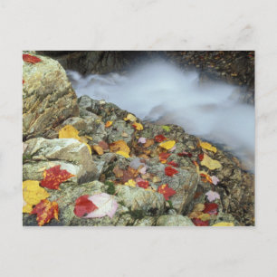 North America, US, NH, Fall in New England. Postcard