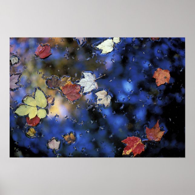 North America, US, NH, Leaves in a pond next Poster (Front)