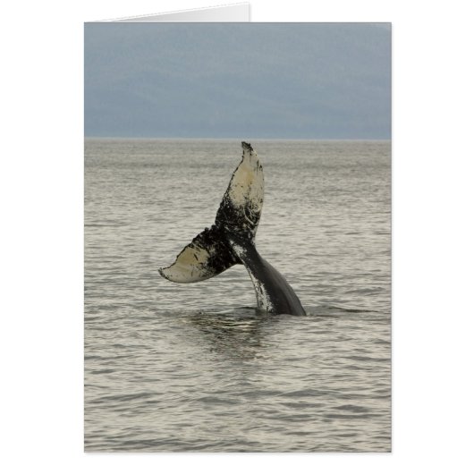 North America, USA, AK, Inside Passage. Humpback (Front)