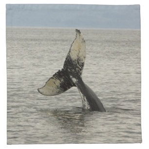 North America, USA, AK, Inside Passage. Humpback Cloth Napkin