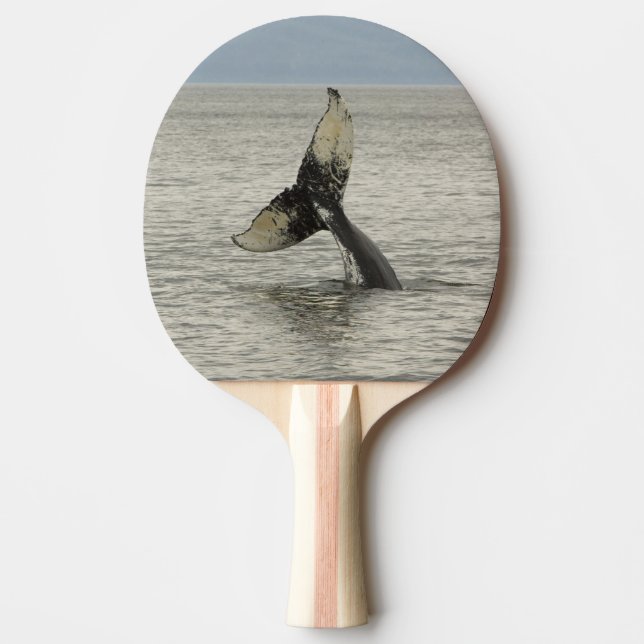 North America, USA, AK, Inside Passage. Humpback Ping Pong Paddle (Front)
