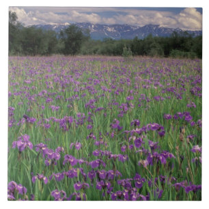 North America, USA, Alaska, Anchorage, Eklutna Ceramic Tile