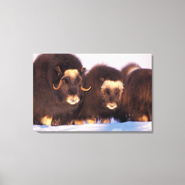North America, USA, Alaska, Arctic Circle, Canvas Print (Front)